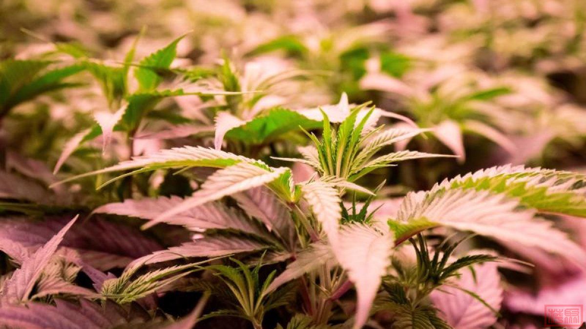 Seit-einigen-Jahren-wird-Cannabis-fuer-medizinische-Zwecke-wie-Schmerzlinderung-.jpeg