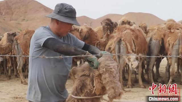 新疆巴州戈壁滩上逾1万峰骆驼换“夏装” 牧民采绒忙-1.jpg