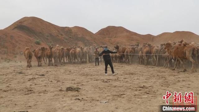新疆巴州戈壁滩上逾1万峰骆驼换“夏装” 牧民采绒忙-2.jpg
