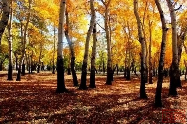 新疆的秋天，美到窒息！-61.jpg
