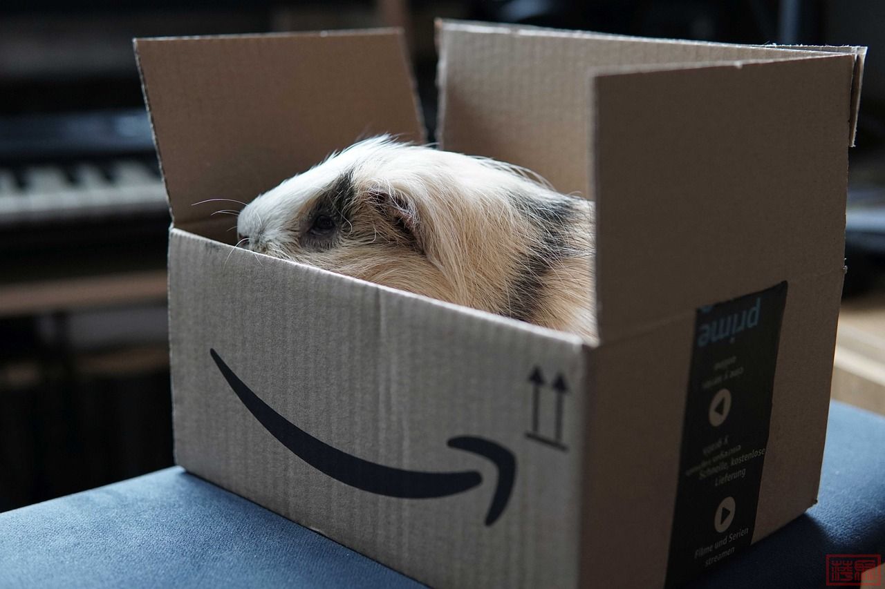 guinea-pig-5977807_1280.jpg