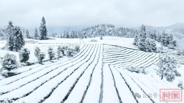 昨日，贵州39个县域内出现降雪-9.jpg