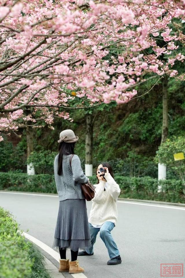 重庆赏花游热度飙升！“国风赏花”“寻宝小众花”等成赏花新潮流-5.jpg