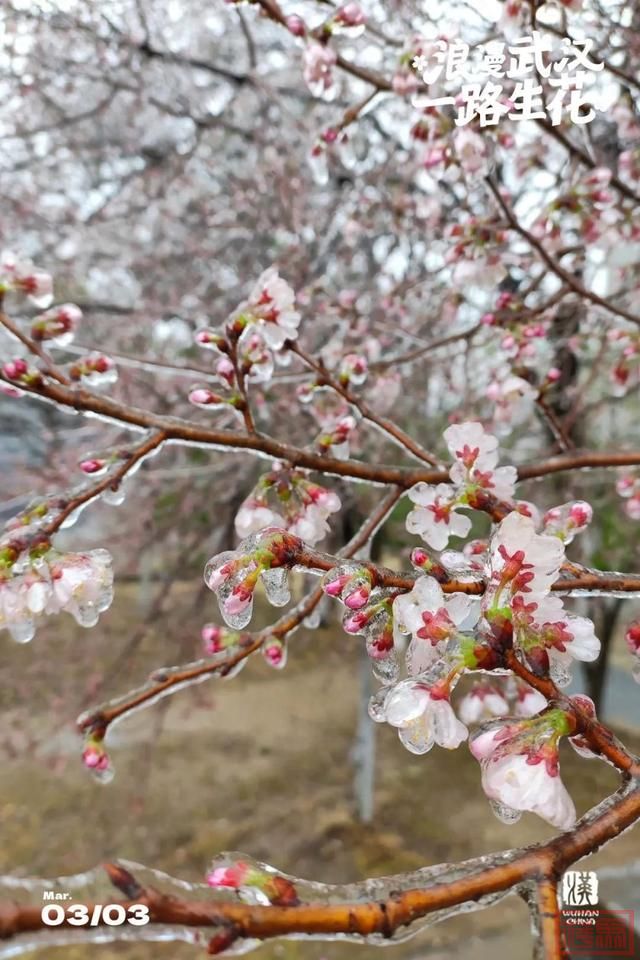 惊现冰糖樱花！武汉的雪马上来-1.jpg