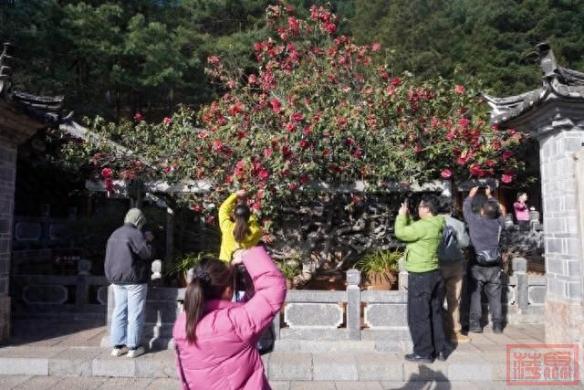 云岭时评 | 人人都是旅居云南推荐人-1.jpg