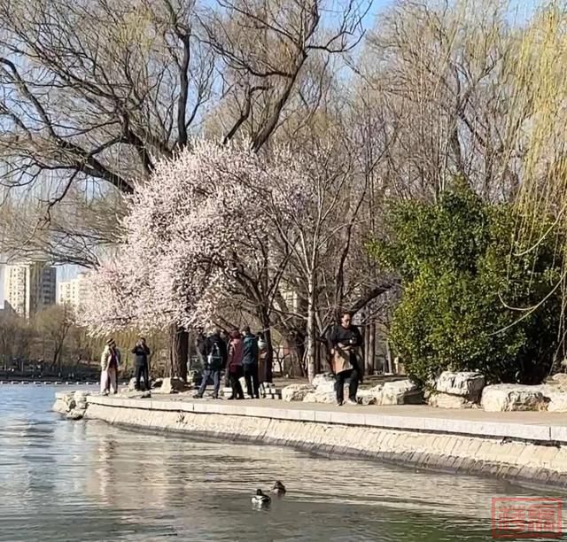 春和景明，荡起“双桨”！北京5家市属公园游船开航-4.jpg