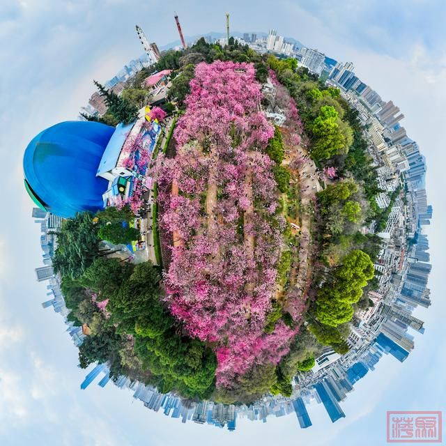 云南昆明：樱花绚烂春意浓-3.jpg