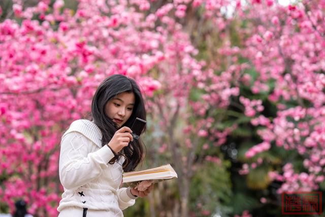 云南昆明：樱花绚烂春意浓-6.jpg