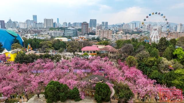 云南昆明：樱花绚烂春意浓-7.jpg