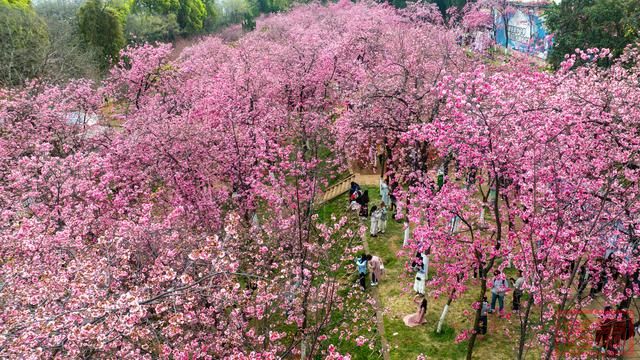 云南昆明：樱花绚烂春意浓-10.jpg
