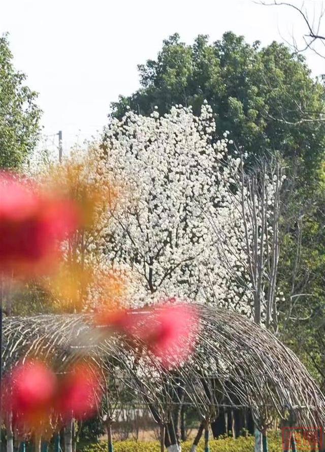 相约春天赏樱花！极目新闻记者带您打卡武汉三镇赏樱地-14.jpg
