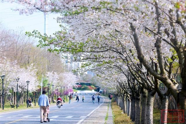 相约春天赏樱花！极目新闻记者带您打卡武汉三镇赏樱地-17.jpg