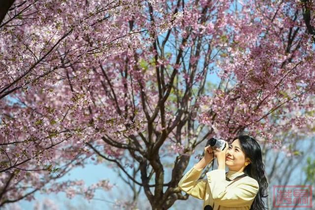 相约春天赏樱花！极目新闻记者带您打卡武汉三镇赏樱地-23.jpg