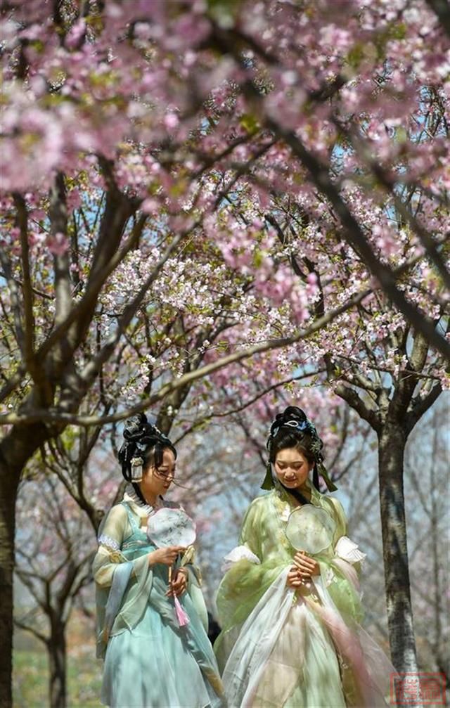 相约春天赏樱花！极目新闻记者带您打卡武汉三镇赏樱地-24.jpg
