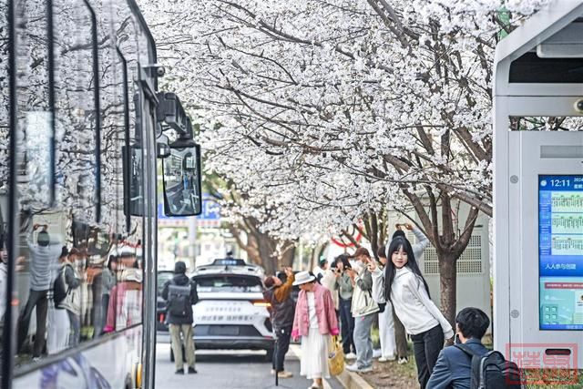 相约春天赏樱花！极目新闻记者带您打卡武汉三镇赏樱地-33.jpg