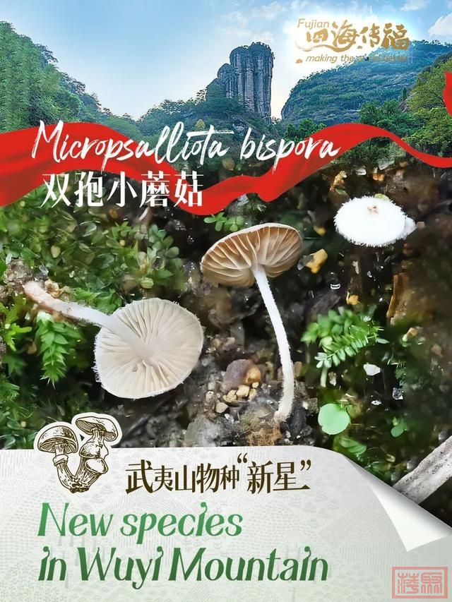 福建的生态宝库，为世界点亮物种“新星”-4.jpg
