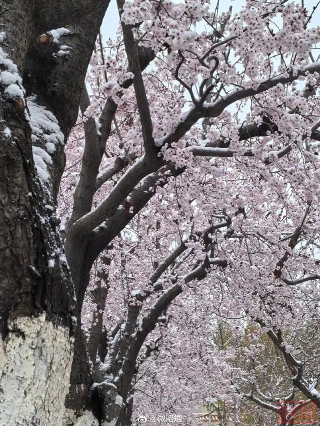 下雪了！体感温度-1℃！云南多地发布道路结冰、寒潮预警-16.jpg