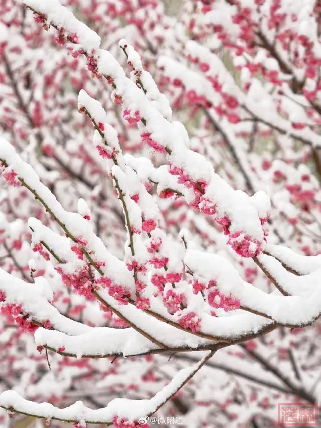 下雪了！体感温度-1℃！云南多地发布道路结冰、寒潮预警-18.jpg