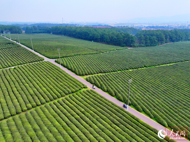 江西金溪：“绿茶+绿景”带动乡村游-2.jpg