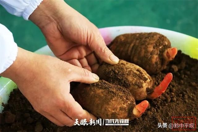 贵州：笑容绽放在希望的田野上-7.jpg